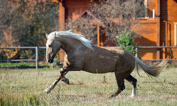 Караван спортивная